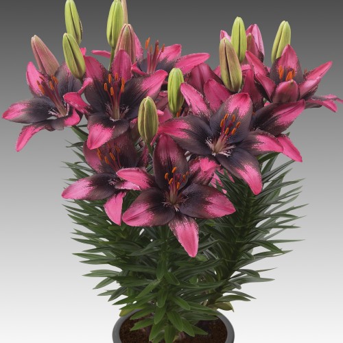 Lilium asiatic 'FantAsiatic Serius Hotspot' - Aasia liilia 'FantAsiatic Serius Hotspot'